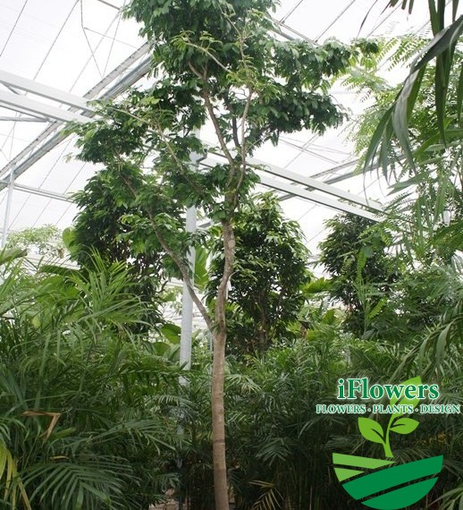 Bulnesia arborea