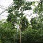 Bulnesia arborea
