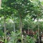 Bulnesia arborea