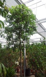 Calophyllum brasiliensis