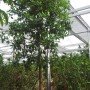 Calophyllum brasiliensis