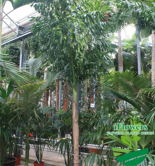 Caryota urens