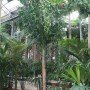 Caryota urens