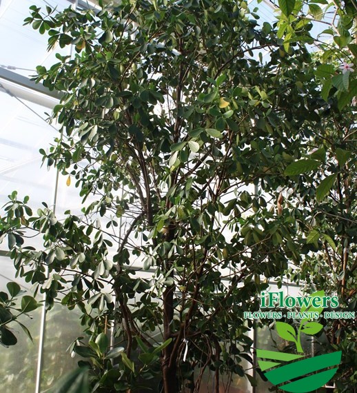 Clusea rosea