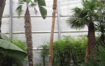 Coccothrinax Alta