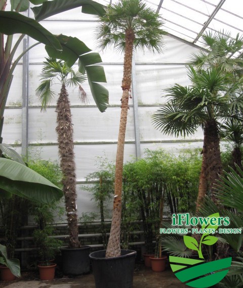 Coccothrinax Alta