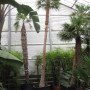 Coccothrinax Alta