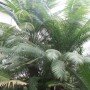 Cycas Rumphii
