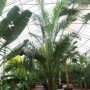Elaeis guineensis