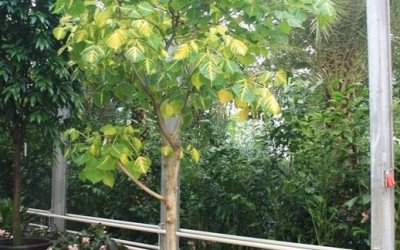 Erytrina variegata