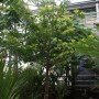 Manilkara zapota