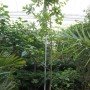 Persea Americana