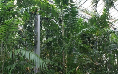 Ptychosperma macarthurii