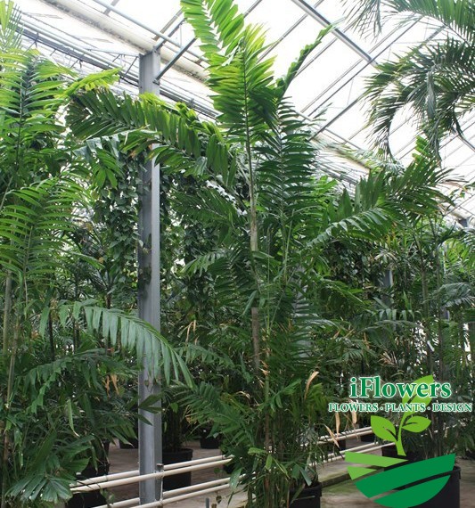 Ptychosperma macarthurii