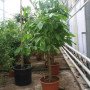 Quararibea funebris