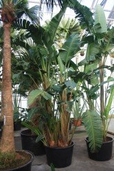 Strelitzia augusta