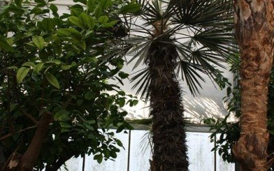 Trithrinax