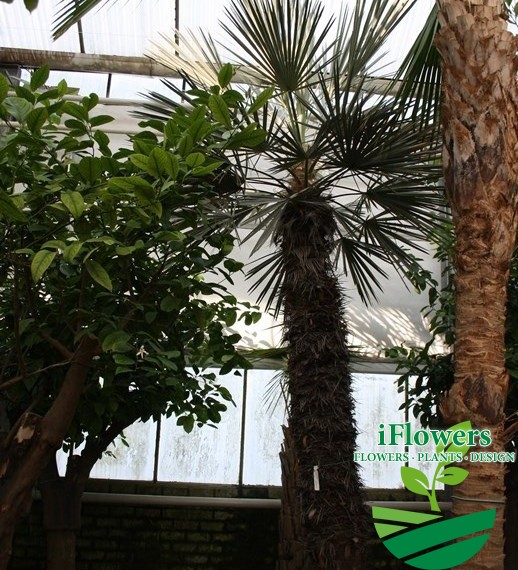 Trithrinax
