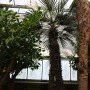 Trithrinax
