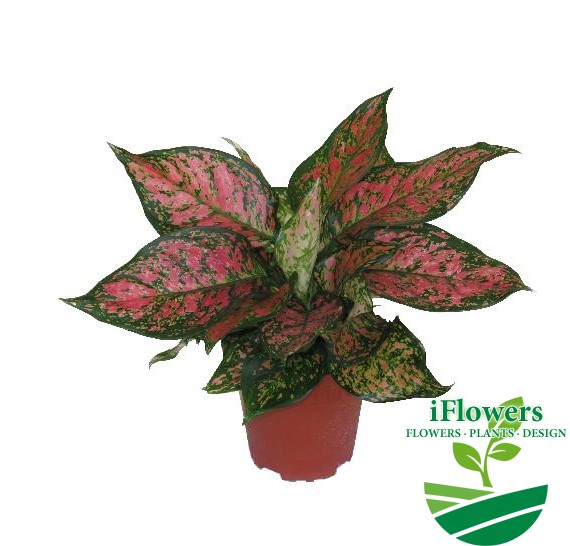 aglaonema-red-valentine1