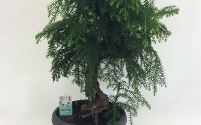 ARAUCARIA CUNNINGHAMII
