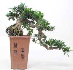 FICUS CASCADE