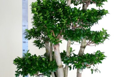 FICUS MICR MULTI-BRANCHED