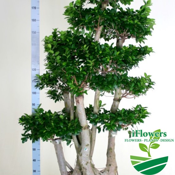 FICUS MICR MULTI-BRANCHED