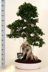 FICUS MICR. DRAGON ROOT