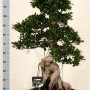 FICUS MICR. DRAGON ROOT