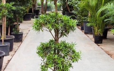 Podocarpus chinensis Bonsai