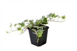 hedera_9
