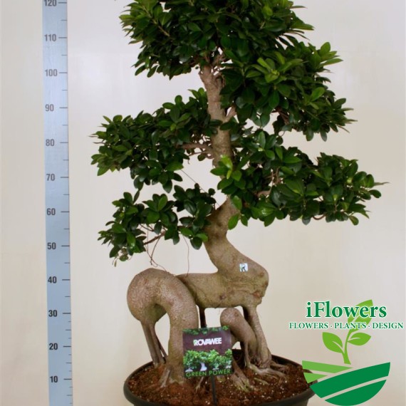 FICUS MICR. DRAGON ROOT