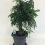 ARAUCARIA CUNNINGHAMII