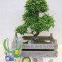 BONSAI IN OUDE FRUITKIST,