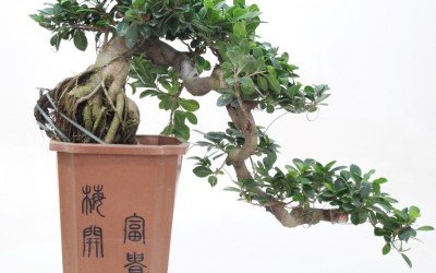 FICUS CASCADE