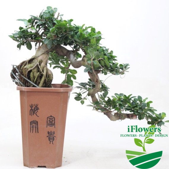 FICUS CASCADE