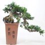 FICUS CASCADE