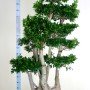 FICUS MICR MULTI-BRANCHED