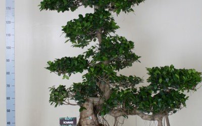 FICUS MICR WATERFALL