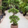 Podocarpus chinensis Bonsai