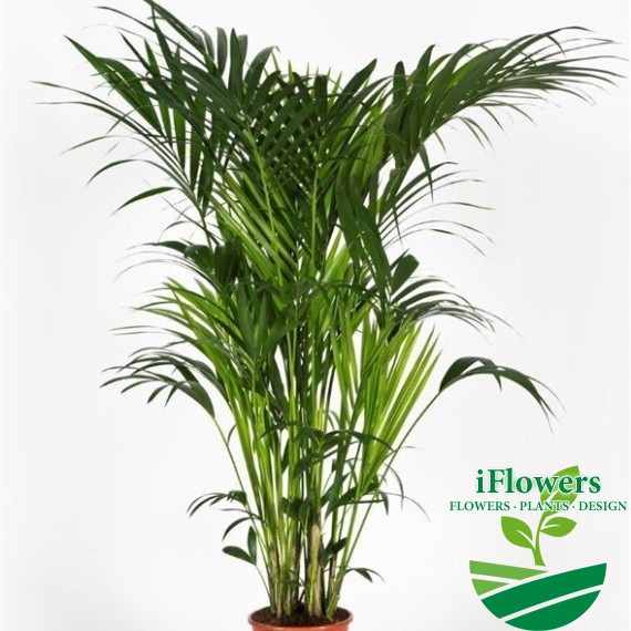 howea