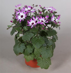 Senecio