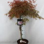 Acer Palmatum 'garnet' 100 см
