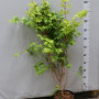 Клен Palmatum 'sangokaku' 150 см