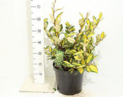 Elaeagnus Pungens 'maculata' 60 cм