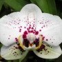 Phal-I-Hsin-Black-Panther