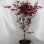 Клен Palmatum 'bloodgood' 100 см
