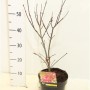 Клен дланевидный Acer palmatum antropurpereum 60 cm