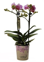 250
